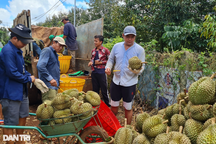 Giá sầu riêng cao chót vót, nông dân phấp phỏng lo nạn... bảo kê