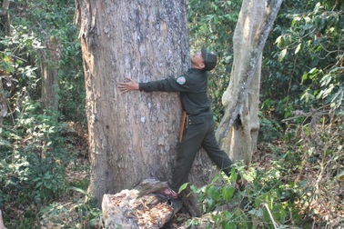 "Báu vật" của rừng biến mất, chủ rừng không hề hay biết?