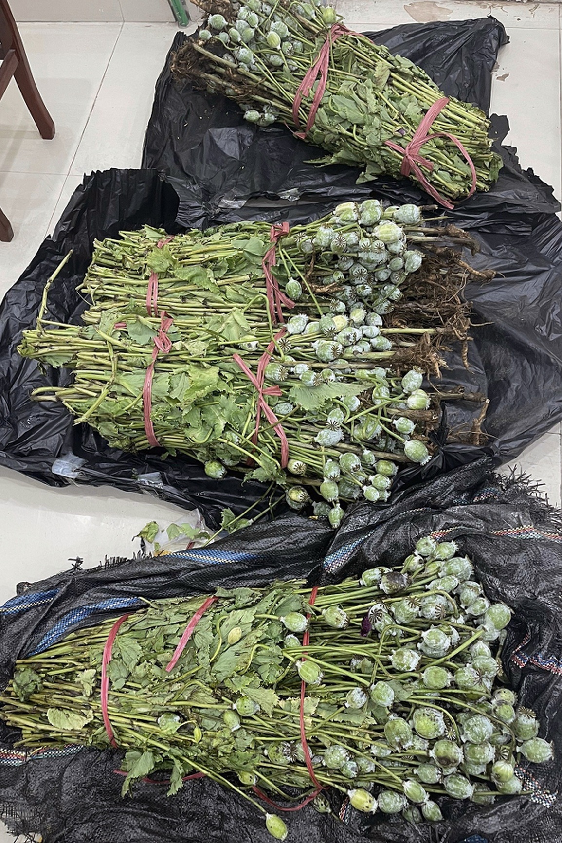 Nam thanh niên ship hơn 30 kg cây thuốc phiện lên phố cổ Hà Nội - 2 Nam thanh niên ship hơn 30 kg cây thuốc phiện lên phố cổ Hà Nội - 2