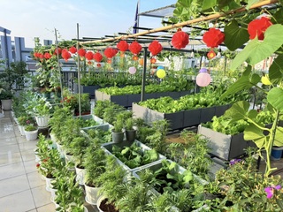 Mẹ đảm Đồng Nai trồng rau trái trên sân thượng 100m2 ăn quanh năm - 4