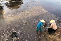 Nắng nóng khiến cá chết nổi trắng mặt hồ