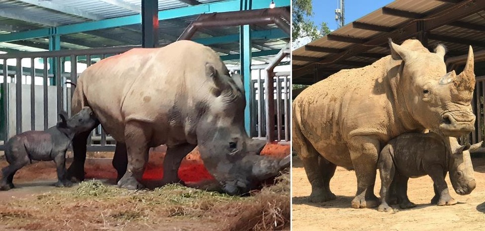 Những thú non bán hoang dã sinh ở Vinpearl Safari ngày ấy và bây giờ - 1 Những thú non bán hoang dã sinh ở Vinpearl Safari ngày ấy và bây giờ - 1