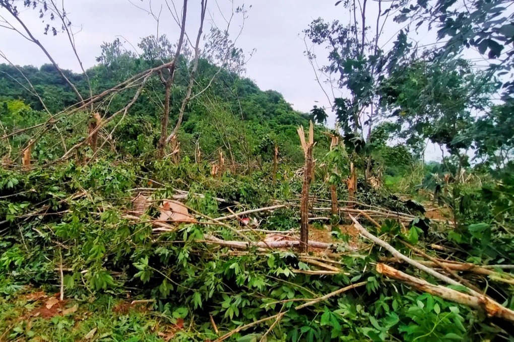 Cao su đổ la liệt do dông lốc, người trồng điêu đứng - 3 Cao su đổ la liệt do dông lốc, người trồng điêu đứng - 3