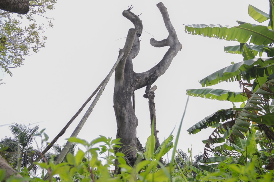 Cảnh chết mòn của hàng cây cổ thụ bị di dời để thi công metro Nhổn - Ga Hà - 7 Cảnh chết mòn của hàng cây cổ thụ bị di dời để thi công metro Nhổn - Ga Hà - 7