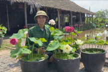 Về quê trồng sen, nam cử nhân kiếm lợi nhuận khủng nhờ mắc "bệnh" liều