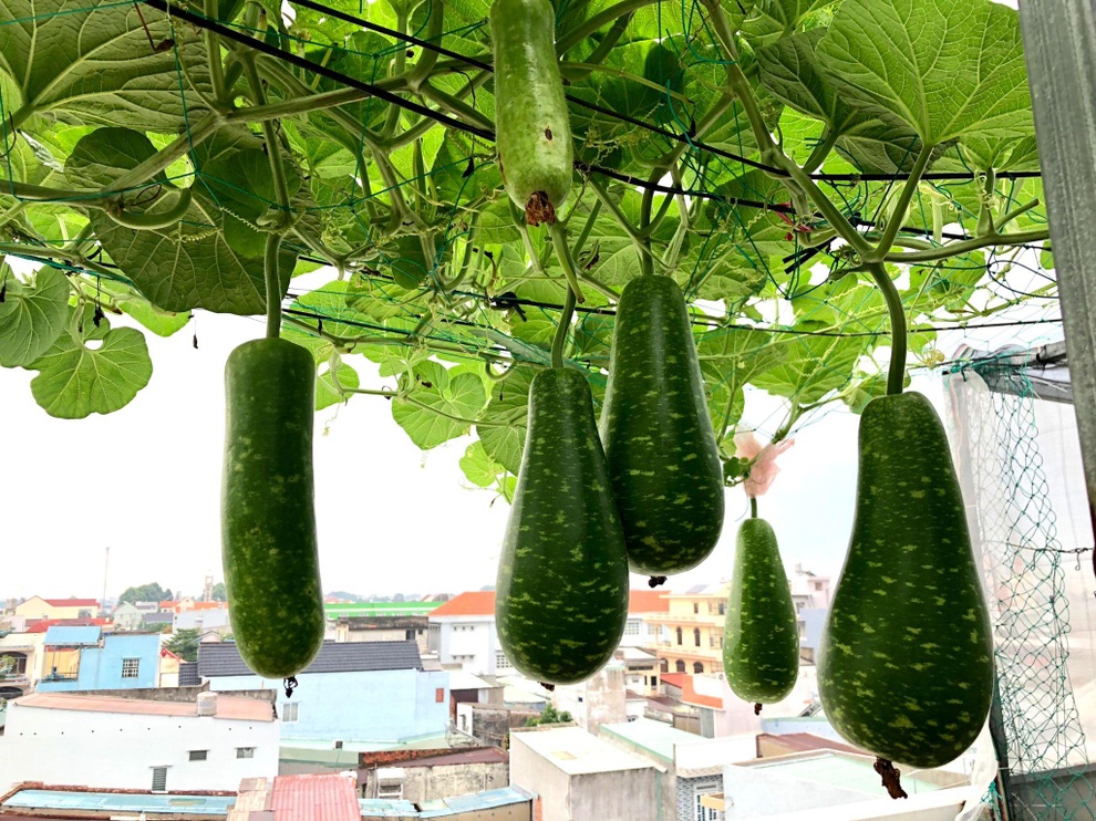 Bất ngờ với vườn rau trái đỉnh cao trên nóc nhà tại Đồng Nai - 6