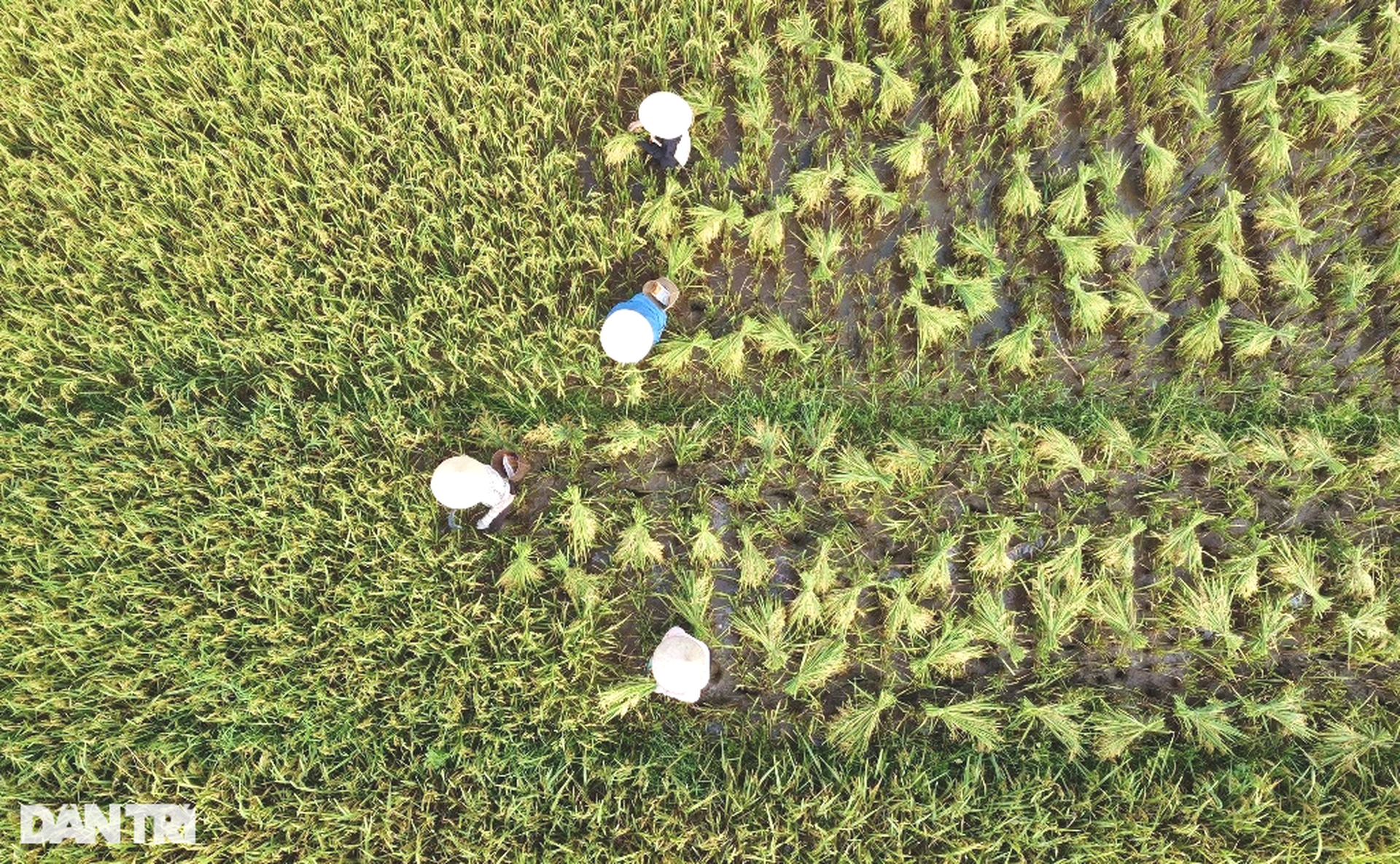 Người vùng cao băng rừng, vượt suối gùi mùa vàng về bản - 2