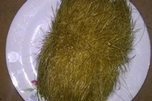 Thực hư tác dụng chữa bệnh của “trư sa” giá trăm triệu?