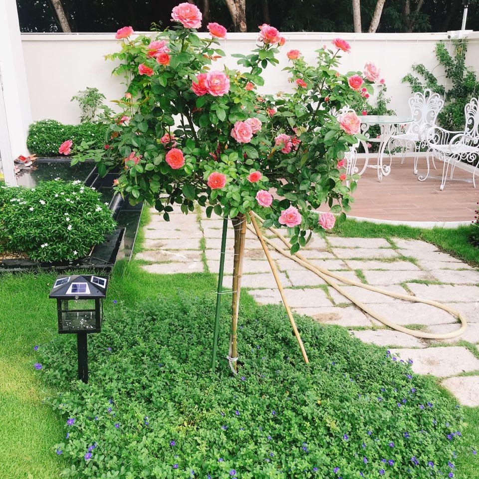 Biệt thự nhà vườn ngập tràn các loại hoa của gia đình ở Bình Dương - 5 Biệt thự nhà vườn ngập tràn các loại hoa của gia đình ở Bình Dương - 5