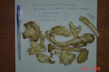 4 sai lầm chết người khiến nhận diện nhầm nấm độc