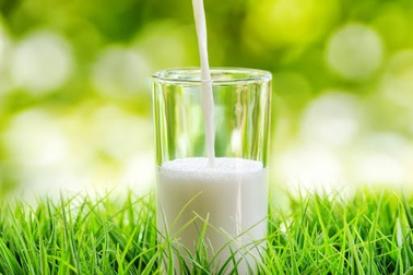 Sữa bò “hữu cơ kép”