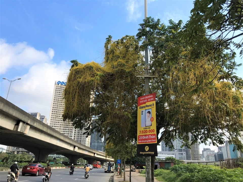 Hà Nội: Dây tơ hồng quấn như ma trận đe dọa một loạt cây xanh - 1 Hà Nội: Dây tơ hồng quấn như ma trận đe dọa một loạt cây xanh - 1