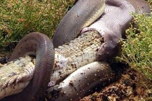 Cuộc chiến hai “thủy quái” đầm lầy: Trăn khổng lồ nuốt chửng cá sấu