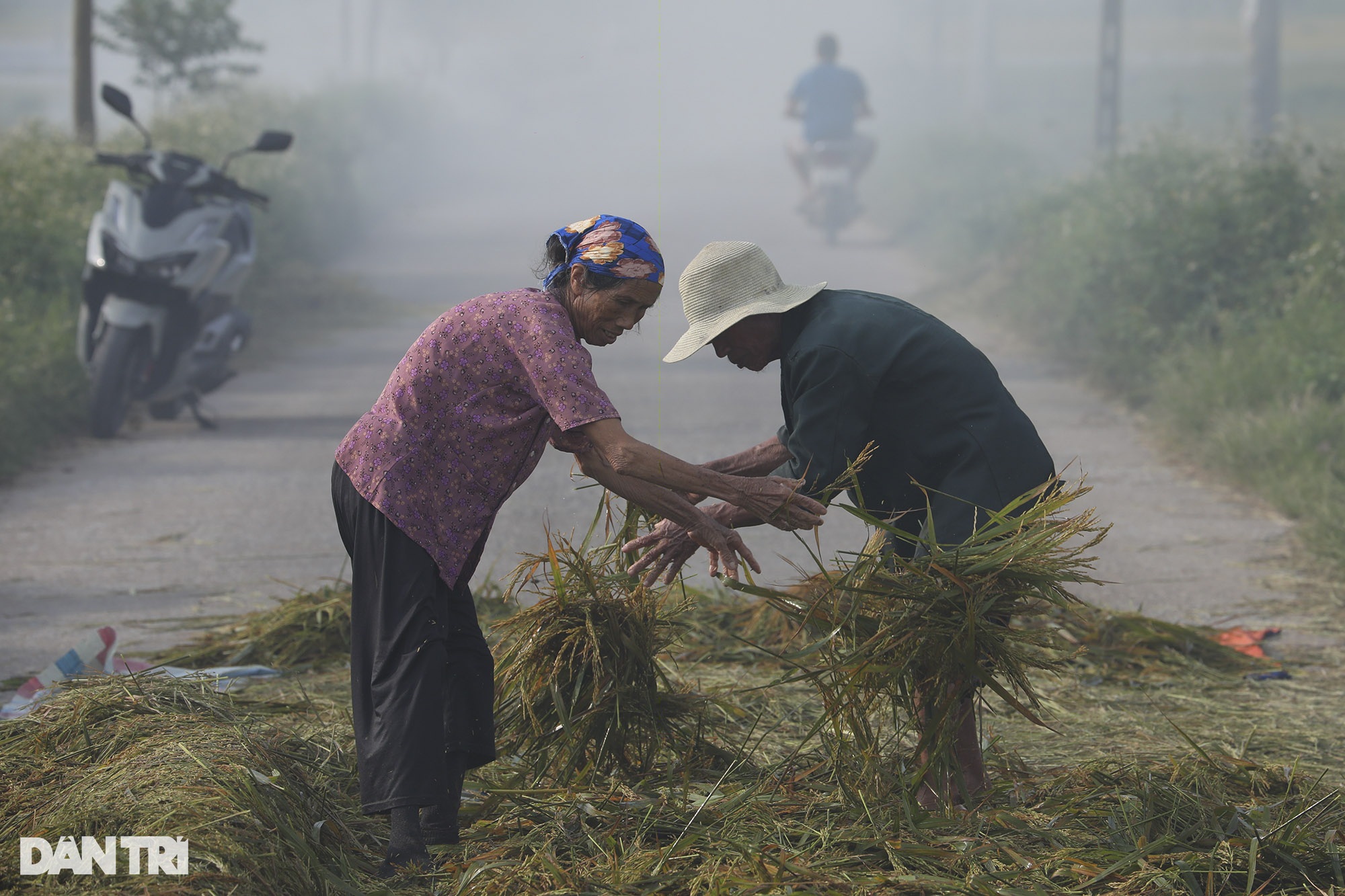 Đồng lúa chín ở huyện ngoại thành Hà Nội chìm nghỉm, nguy cơ mất trắng - 4