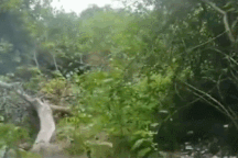 Khoảnh khắc hổ bất ngờ lao ra từ bụi rậm tấn công nhân viên kiểm lâm