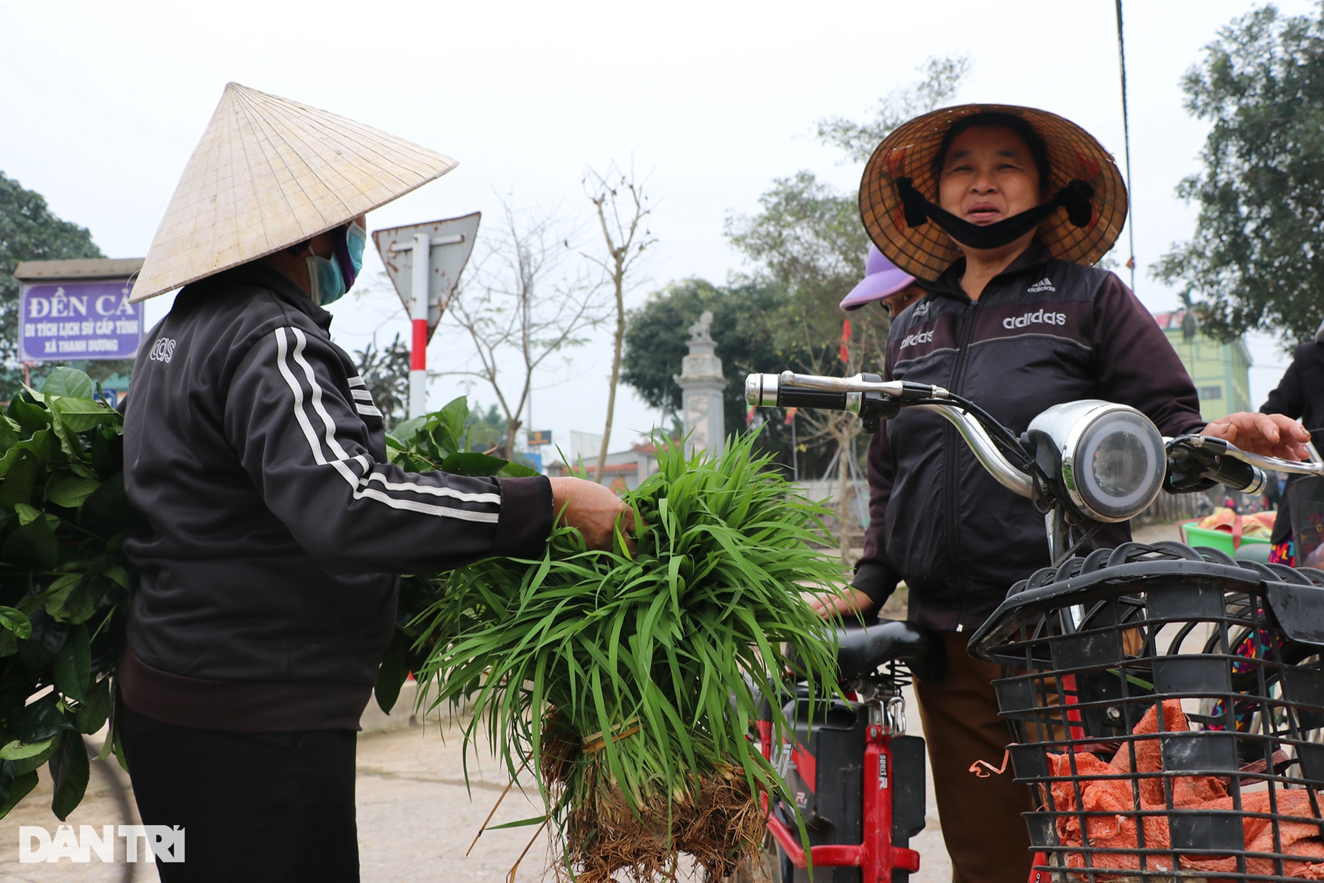 Nông dân hồ hởi nhổ lúa non bán, vớ bẫm - 8 Nông dân hồ hởi nhổ lúa non bán, vớ bẫm - 8