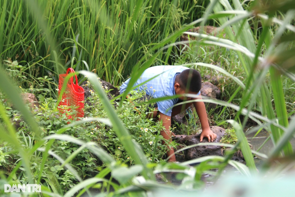 Hai đứa trẻ không cha, mơ một ngày không phải đi nhặt phân bò, bắt ốc - 5