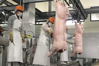 Heo rớt giá, dịch bệnh bủa vây: Người nuôi “ngán” tái đàn dịp Tết