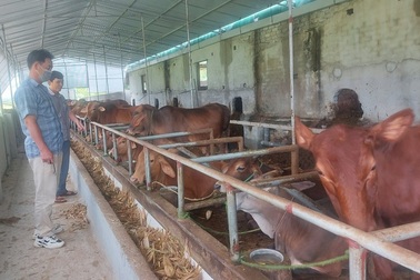 Nông dân nuôi bò 3B, lãi ròng trăm triệu đồng mỗi năm