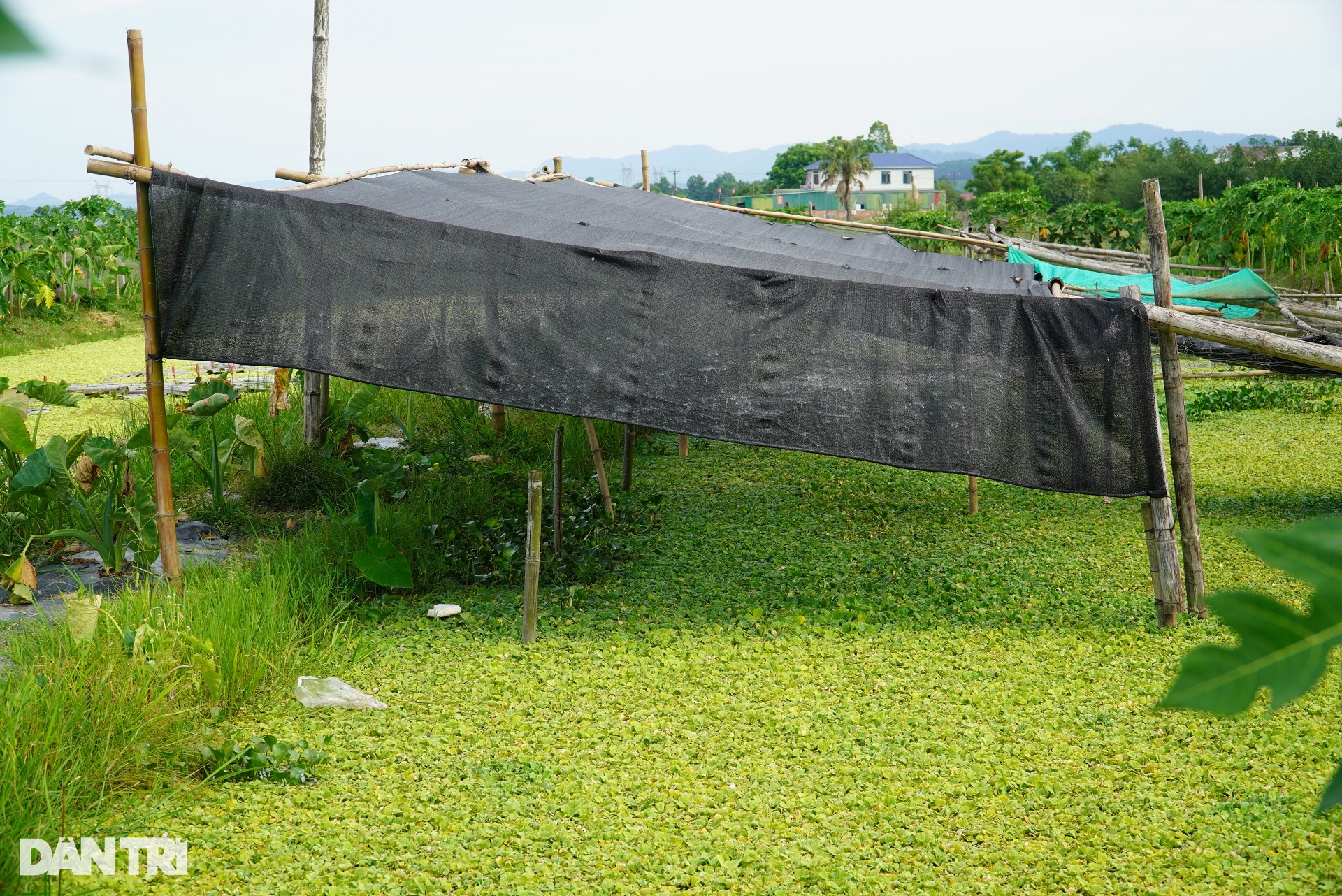Nuôi con nhiều tháng ngủ không ăn, chàng trai trẻ chờ ngày đếm tiền - 5 Nuôi con nhiều tháng ngủ không ăn, chàng trai trẻ chờ ngày đếm tiền - 5