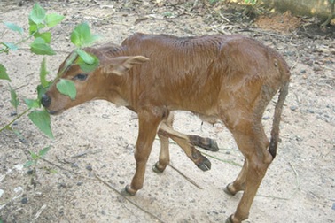 Đổ xô đi xem bê 6 chân  