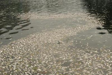 Hàng loạt cơ sở kinh doanh “bức tử” hồ Trúc Bạch