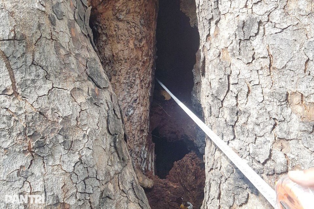 Đốn hạ cây sọ khỉ 100 năm tuổi ở Công viên Gia Định - 2 Đốn hạ cây sọ khỉ 100 năm tuổi ở Công viên Gia Định - 2