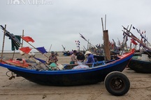 Nghề độc, lạ ở Nam Định: Đi cày trên biển bắt ngao to bự