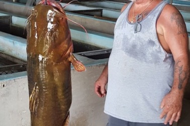 Cá trê dài 1,2m nặng 31,7 kg cắn câu