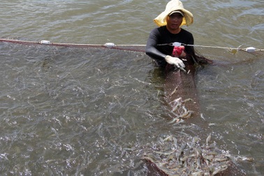 Bộ Nông nghiệp hướng dẫn cách nuôi trồng thủy sản tại vùng biển ô nhiễm