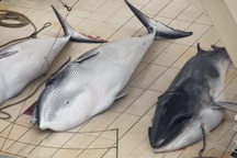 Vì sao nhiều quốc gia vẫn săn bắt cá voi dù bị dư luận thế giới lên án?