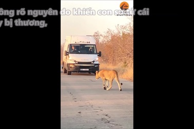 Sư tử cái bị thương nỗ lực đuổi theo đàn để không bị bỏ rơi