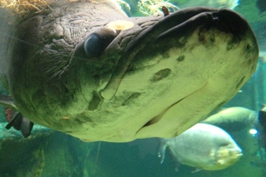 Cận cảnh “vua” ăn thịt man rợ sông Amazon 