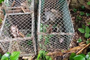 Quảng Bình: Thả 10 cá thể khỉ quý hiếm về môi trường tự nhiên