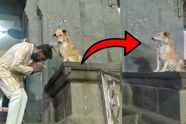 Chú chó ngồi trước cổng đền chờ bắt tay chào người đi lễ