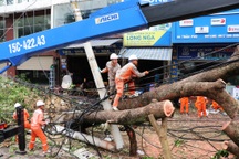 30.000 cây gãy đổ, lý giải việc không cắt tỉa trước bão