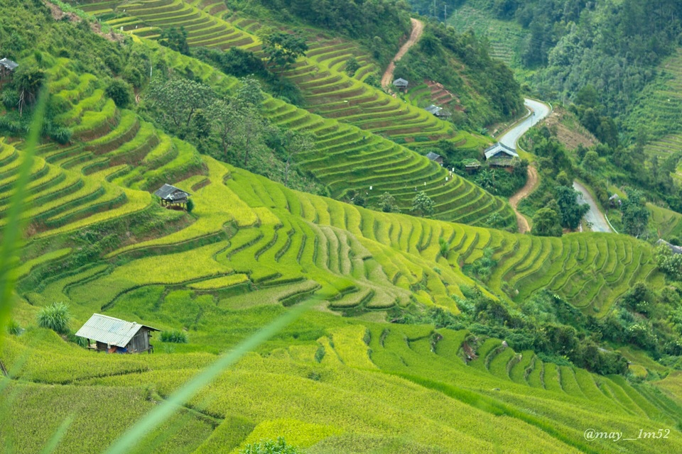 Mù Cang Chải đẹp mê đắm mùa lúa mới! - 7 Mù Cang Chải đẹp mê đắm mùa lúa mới! - 7