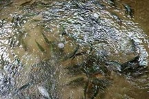 8x người Dao làm giàu nhờ nuôi loài cá “quý tộc” ưa nước lạnh