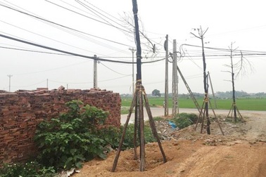 Trồng lại nhiều cây xanh sau chiến dịch chặt cây “đòi” vỉa hè