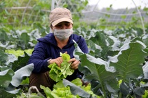 Hái xong là hết veo, chỉ bán rau cũng "hốt bạc" vụ Tết