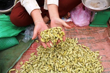 Thăm chợ quê bán "đặc sản" côn trùng ở Hòa Bình