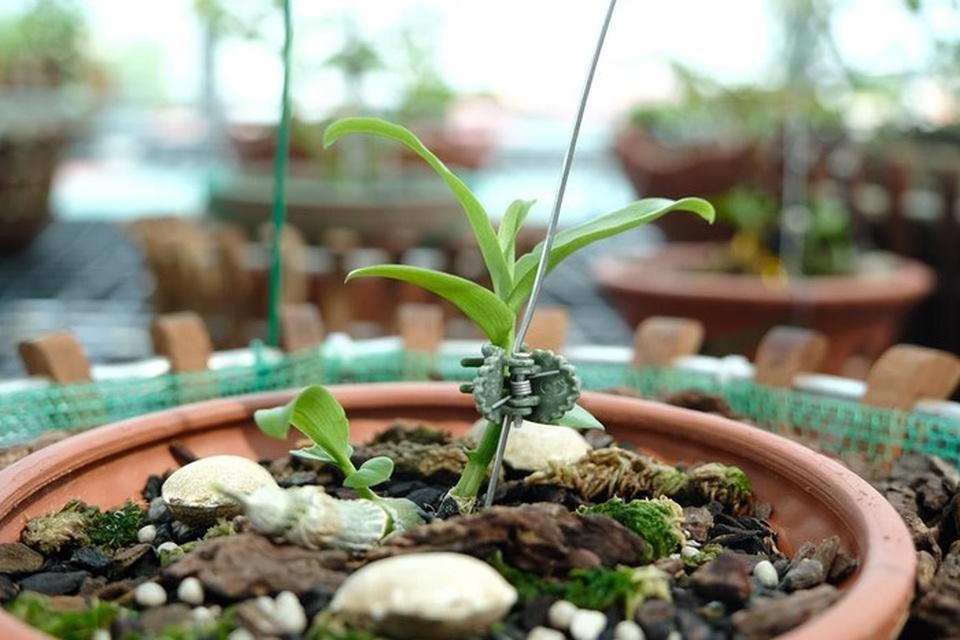 Ngắm vườn lan đột biến, giá trị gần 10 tỷ đồng tại Mê Linh - 9 Ngắm vườn lan đột biến, giá trị gần 10 tỷ đồng tại Mê Linh - 9