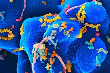 Phụ nữ trẻ có sự đa dạng vi khuẩn đường ruột cao hơn nam giới