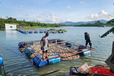 Lão nông "xui xẻo", 3 năm nuôi cá đều trắng tay, thiệt hại cả tỷ đồng