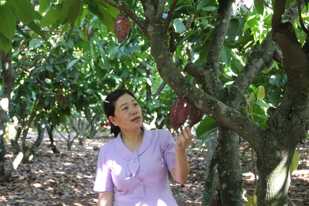 Ca cao tăng giá kỷ lục, nông dân mừng trúng lớn, nhà máy lại muộn phiền - 1 Ca cao tăng giá kỷ lục, nông dân mừng trúng lớn, nhà máy lại muộn phiền - 1