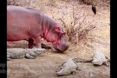 Hà mã cho cá sấu thấy ai mới thực sự là "bá chủ đầm lầy"