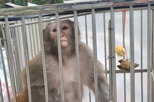 Đã bắt được con khỉ hoang quậy phá bãi xe ở Hà Nội