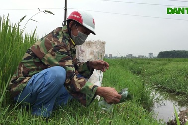 Người lính già đi nhặt bao thuốc trừ sâu trên đồng
