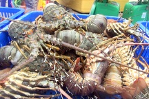 Hàng trăm ngàn con tôm hùm chết sau lũ, người nuôi điêu đứng, trắng tay!