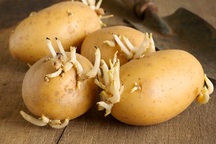 Những thực phẩm các bà nội trợ tuyệt đối cần tránh xa